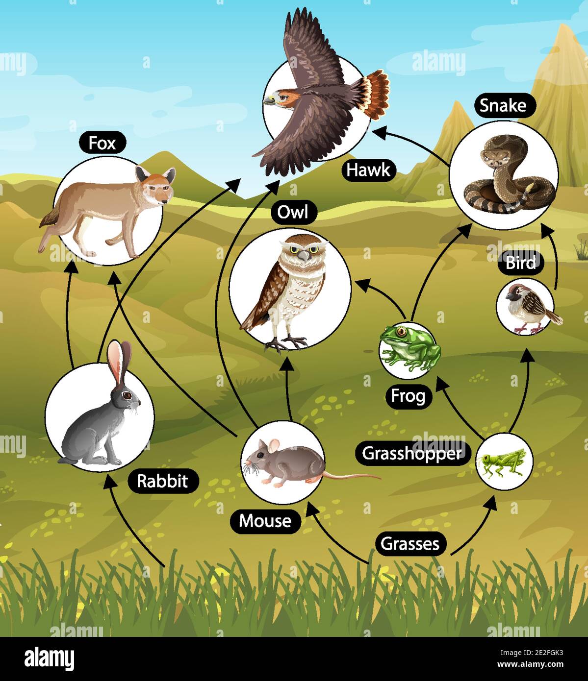 Why Is Food Web Important Types Of Food Web Let s Talk 47 OFF