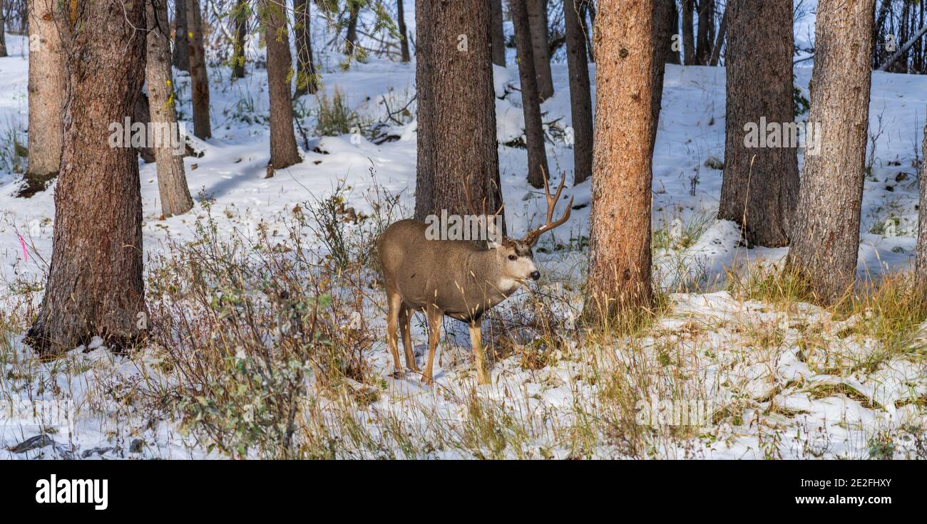 Wild mule deer eating weeds foraging in a snowy forest in winter Stock