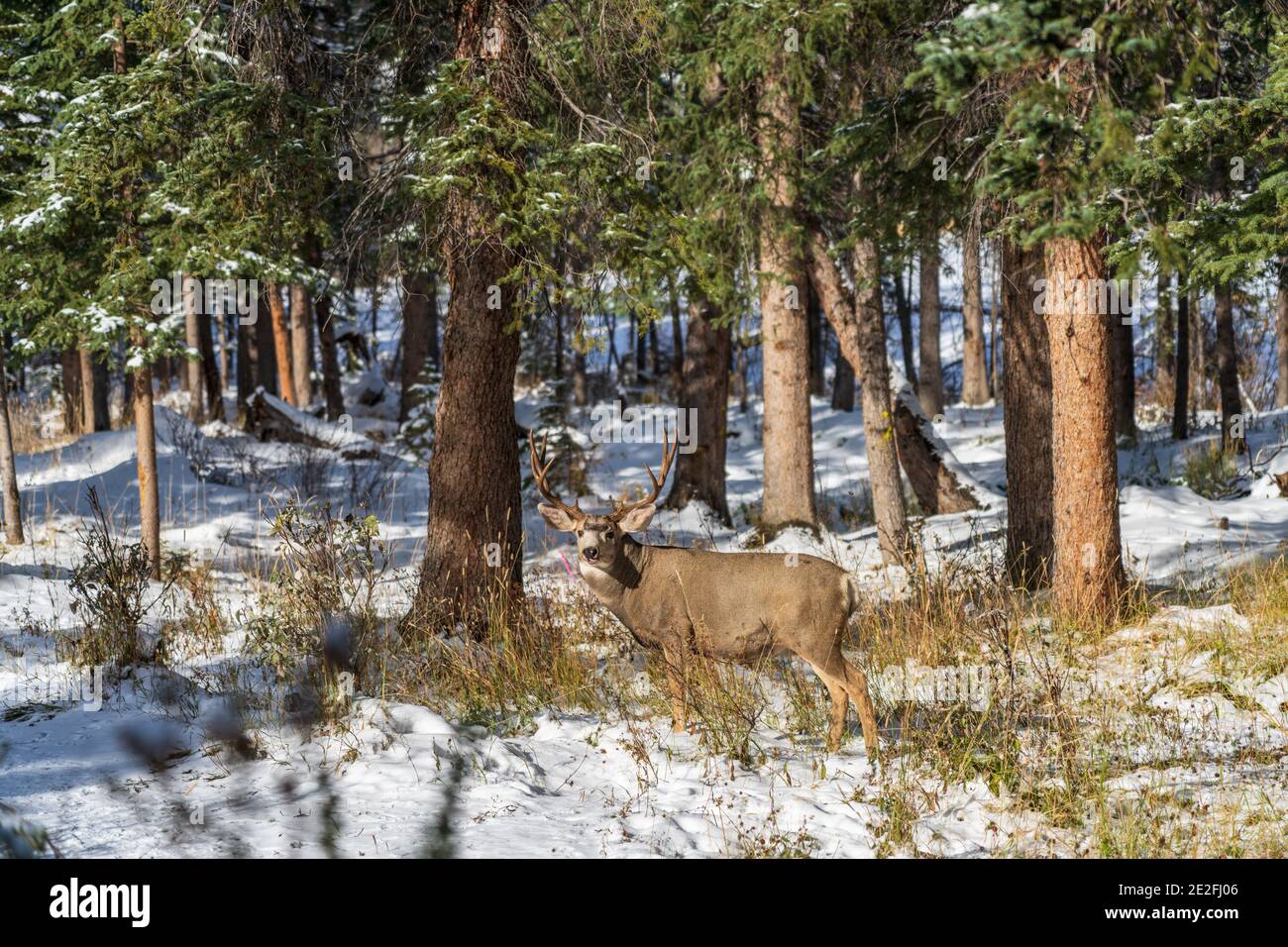 Wild mule deer eating weeds foraging in a snowy forest in winter Stock
