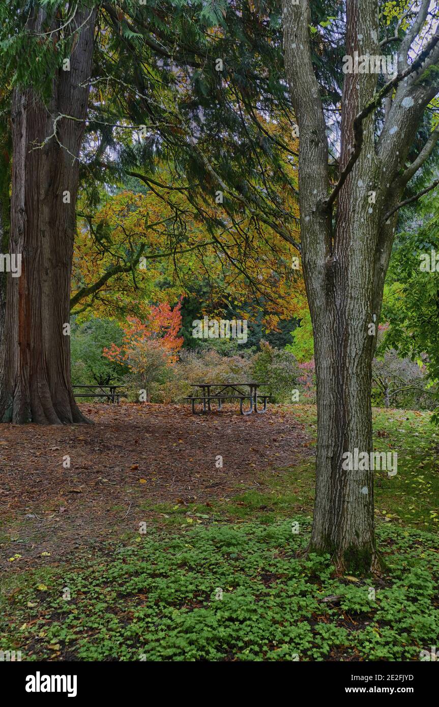 Vertical shot of autumn trees in Seattle arb Stock Photo - Alamy