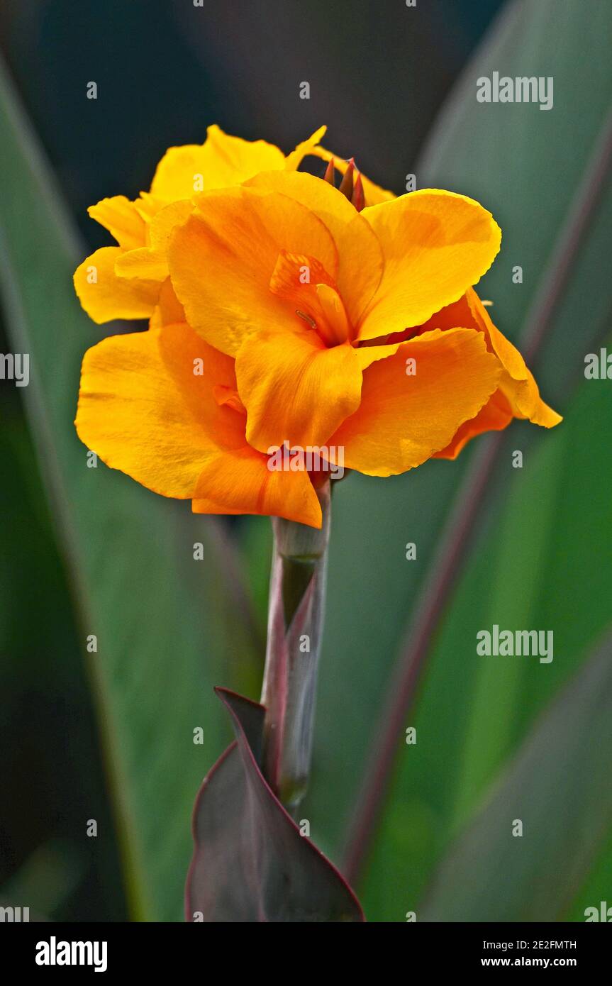 Canna 'Golden Orb' in close up Stock Photo
