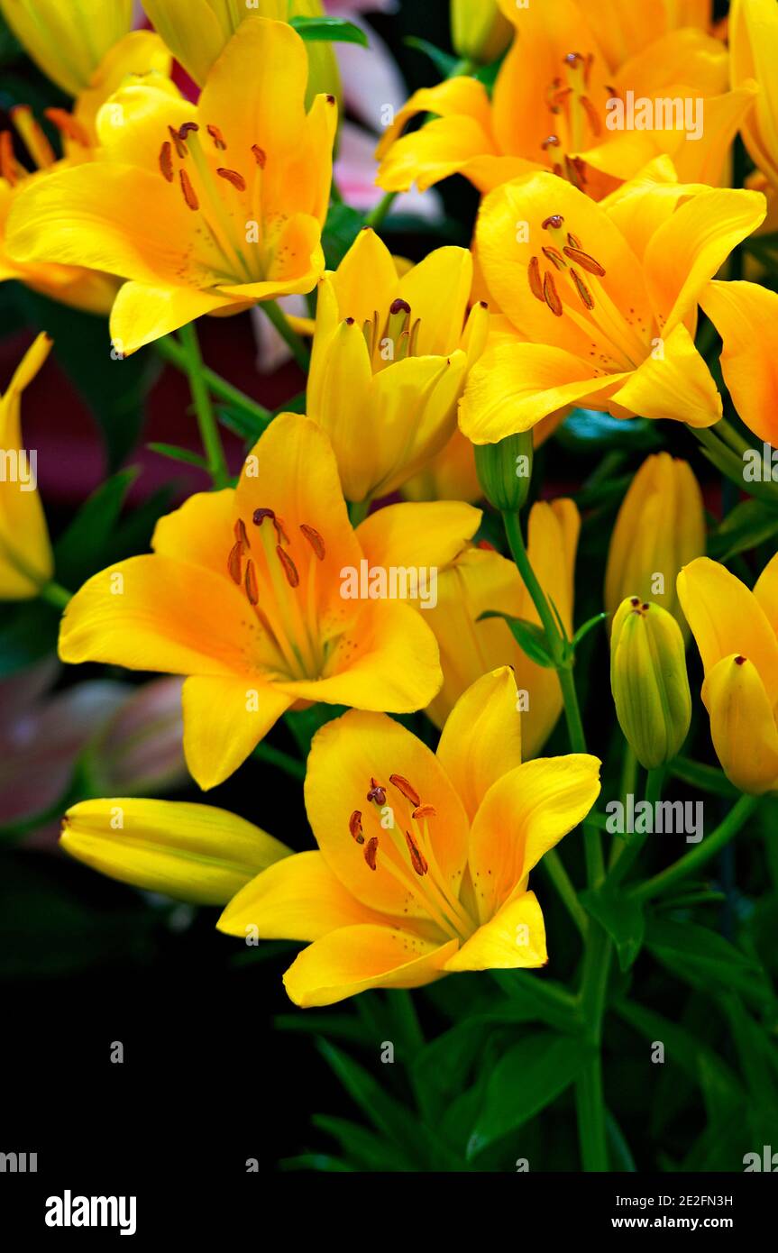 Yellow flowers of asiatic lily hi-res stock photography and images - Alamy