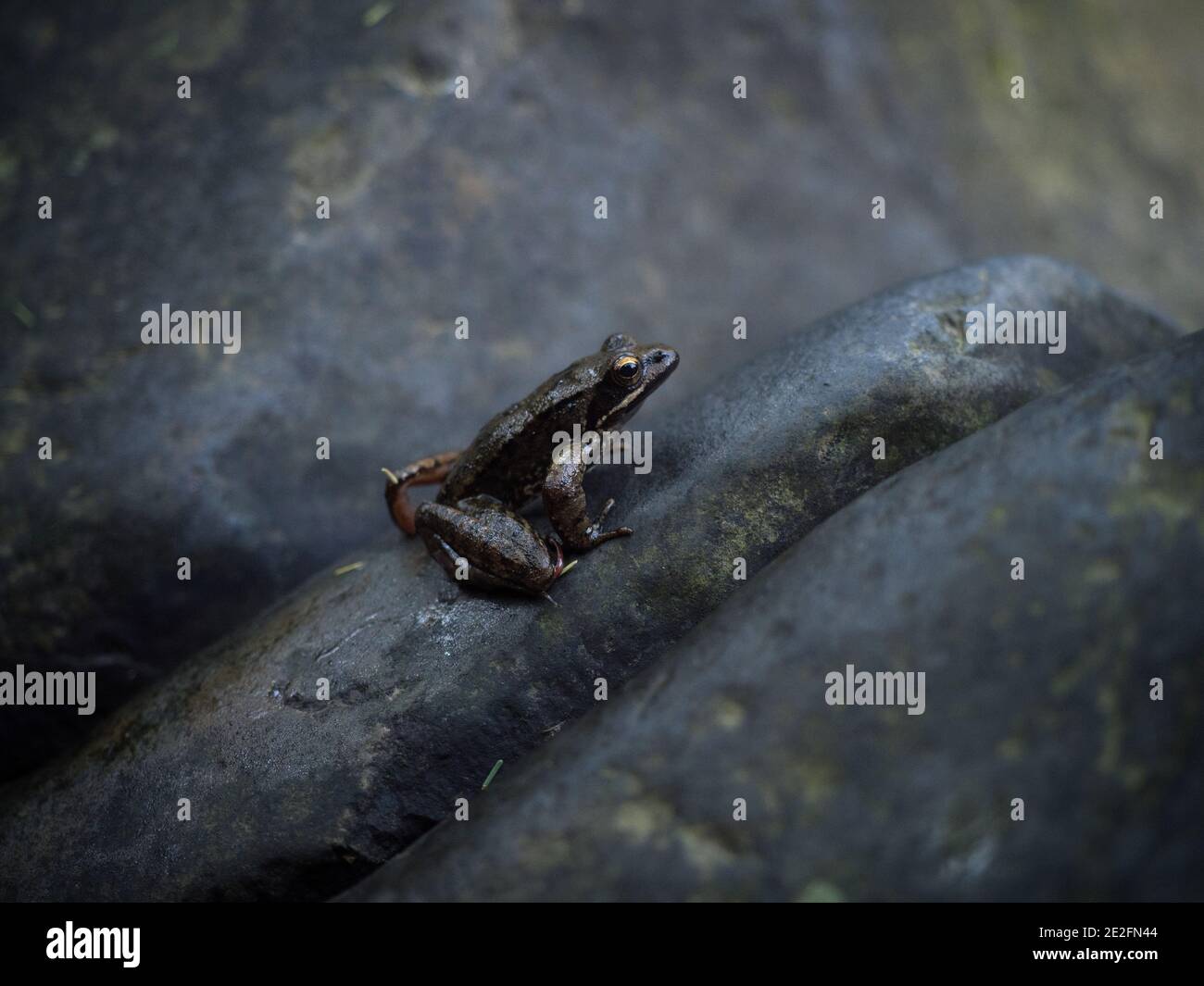Closeup view of an iberian frog rana iberica sitting on a rock at lake river stream pond in Lousa Coimbra Portugal Europe Stock Photo
