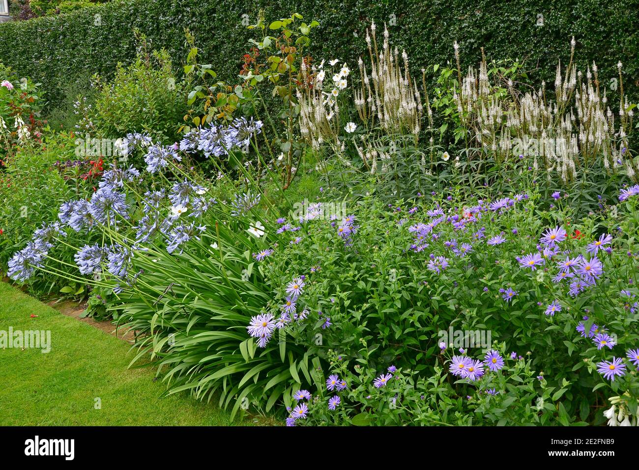 A colourful garden flower border with mixed planting including Agapanthus, Veronicastrum and Asters Stock Photo