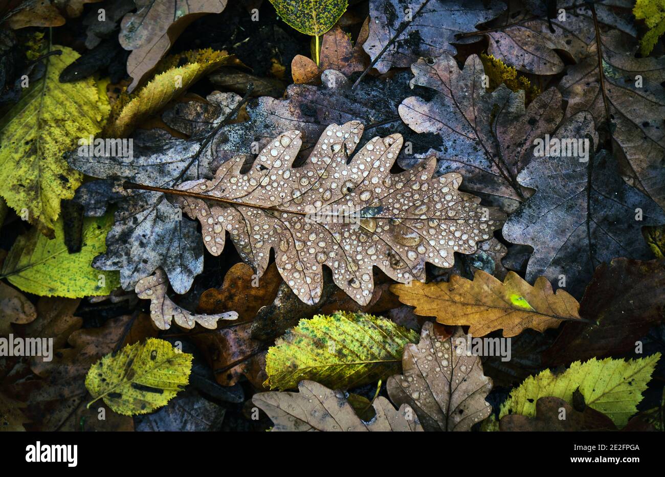 Top view closeup of fallen oak tree leaves with dewdrops on the ground ...