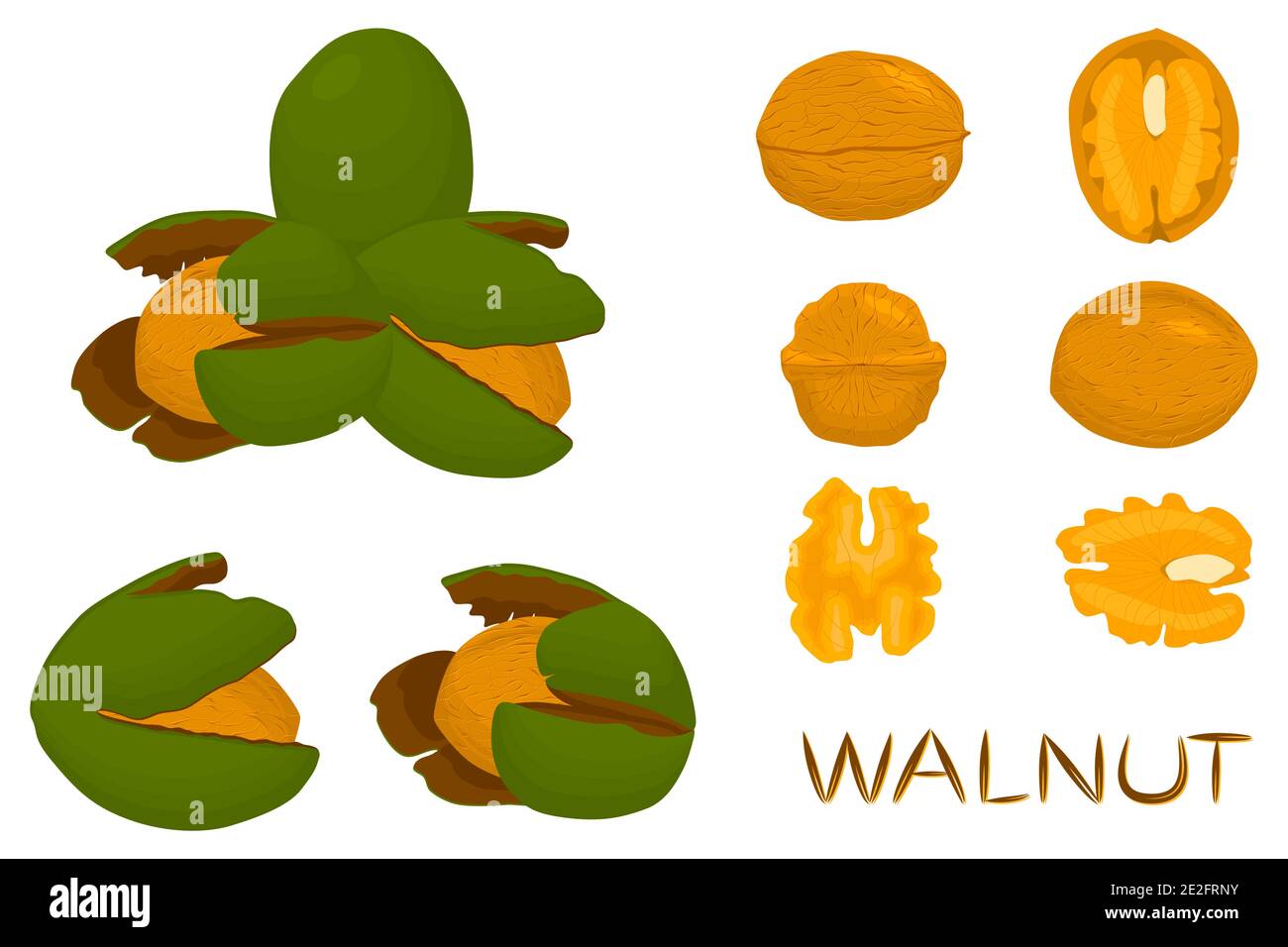 Illustration on theme big set different types walnut in nutshell, nut various size. Walnut pattern consisting of kit natural nut to nutshell for organ Stock Vector