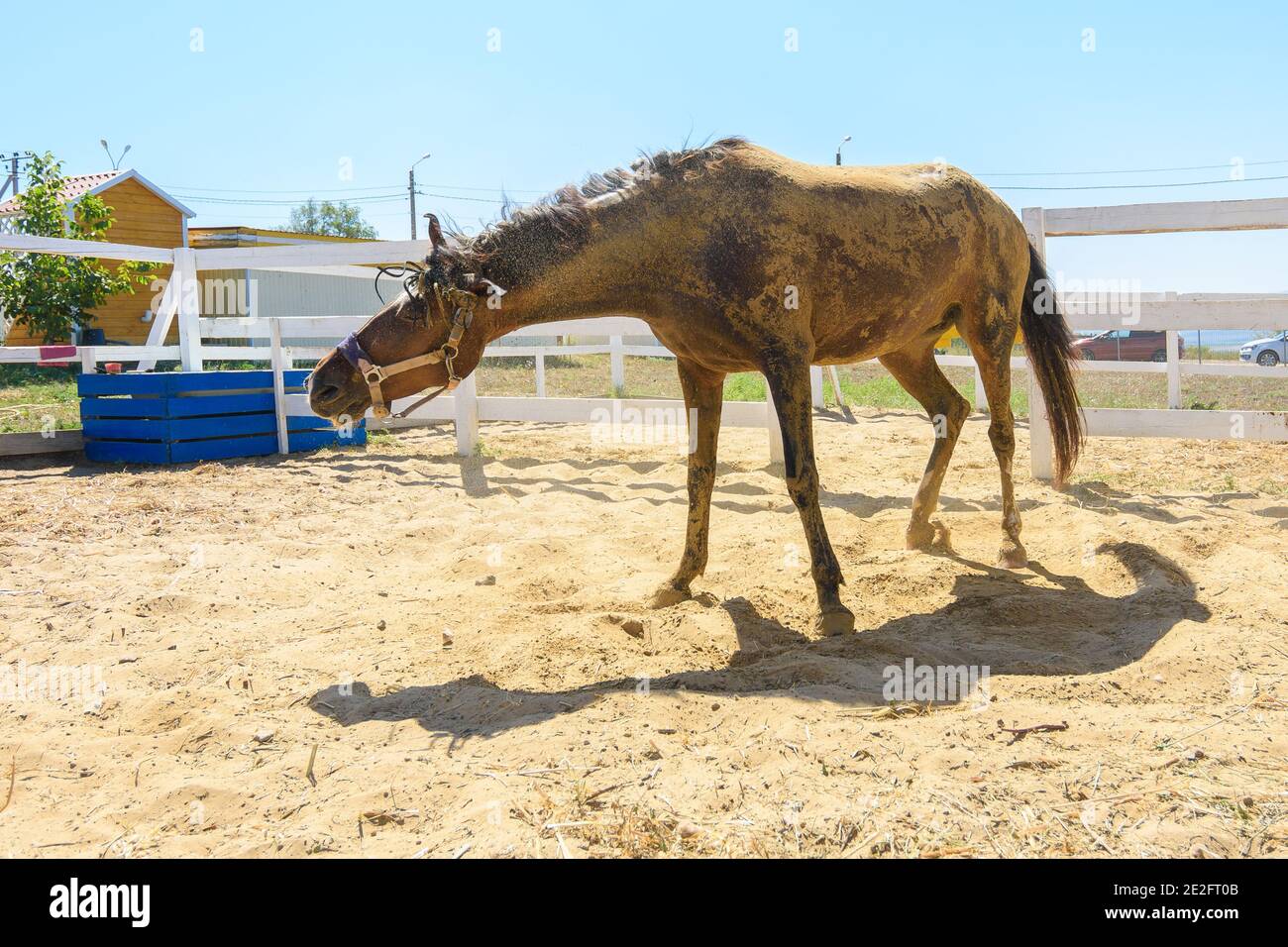 A horse shakes off the sand after lying on its back in the sand Stock