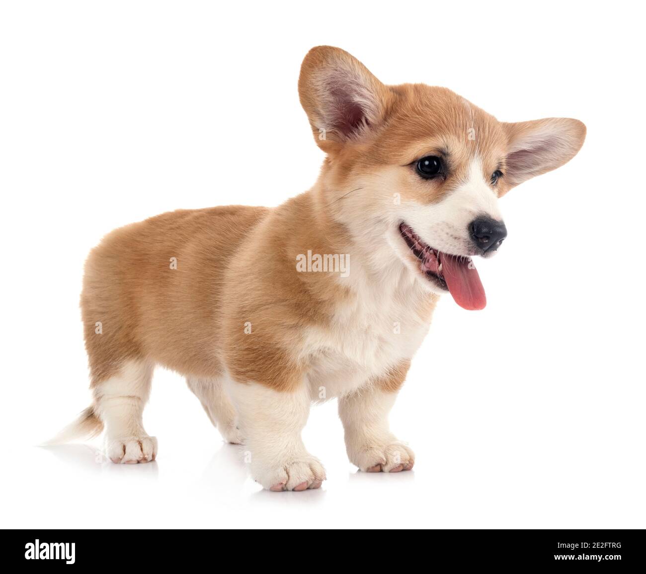 young Pembroke Welsh Corgi in front of white background Stock Photo - Alamy
