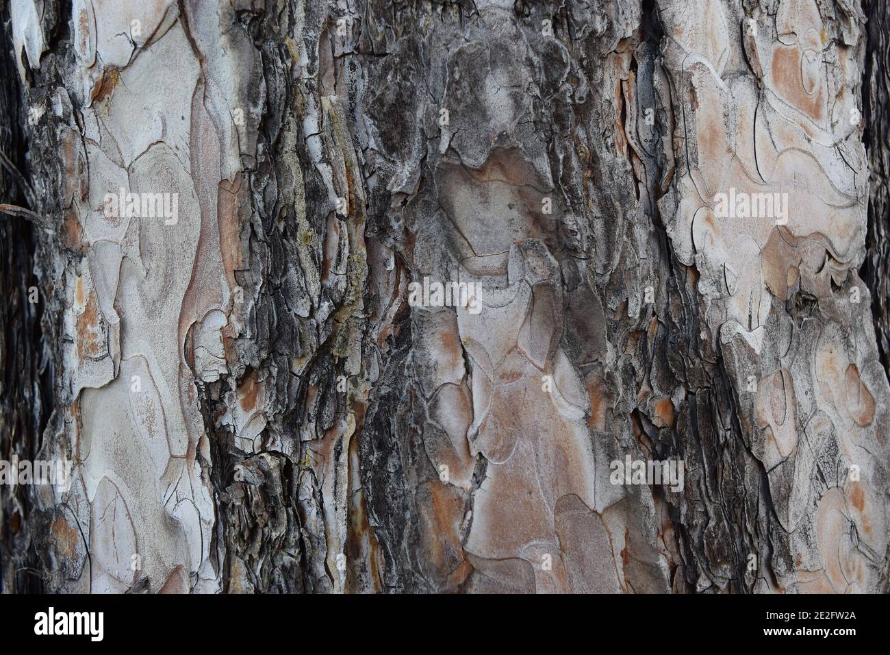 Natural bumpy texture trees hi-res stock photography and images - Alamy