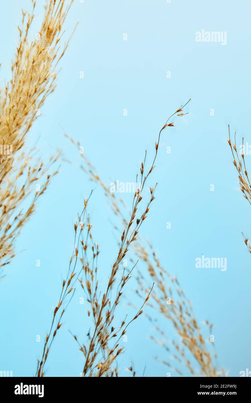 Dry reed, reed seeds. Golden reed grass in the sun against the blue sky