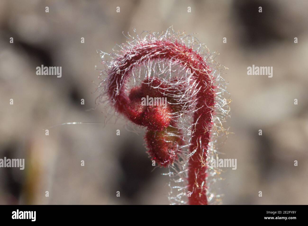 The hairy flower of the carnivorous plant Drosera tomentosa var. tomentosa found in the Serra do Cipo National Park in Minas Gerais, Brazil Stock Photo