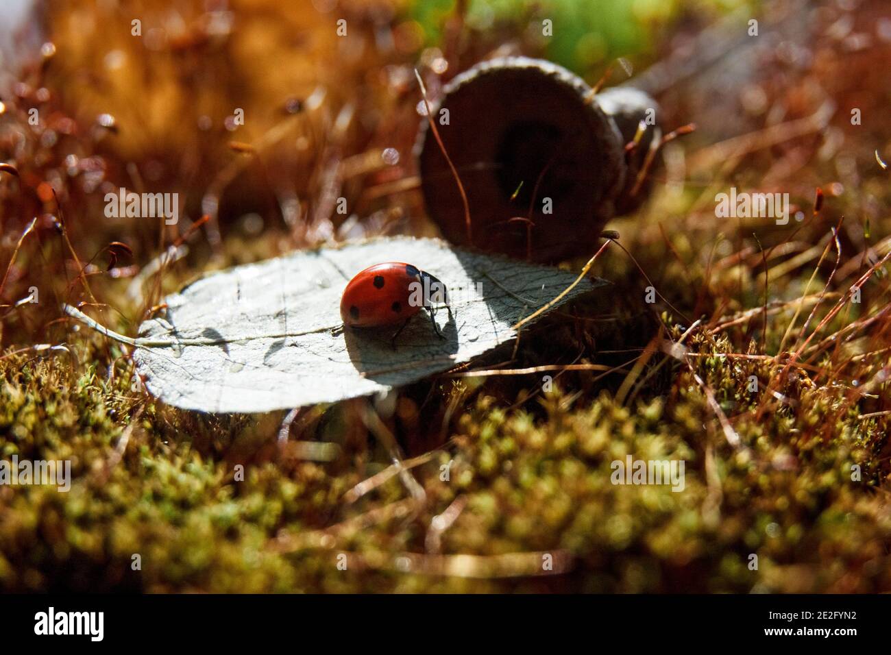 Ladybug sits on sheet of aspen on summer day. Selective focus Stock Photo
