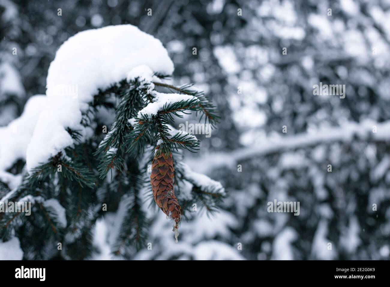 Alpine pine cone snow hi-res stock photography and images - Alamy