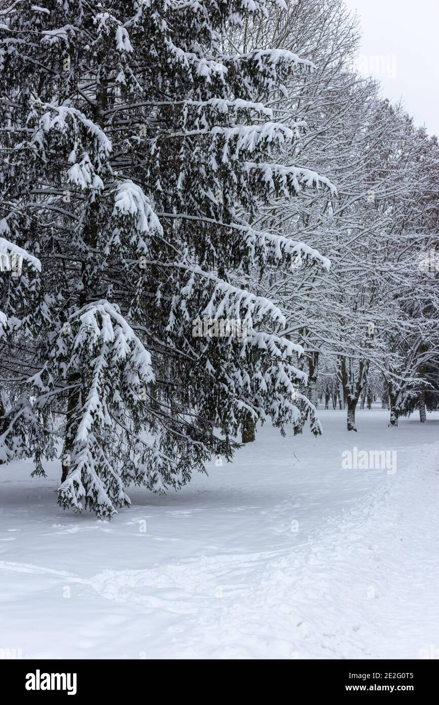 Snow covered fir trees in the park Stock Photo