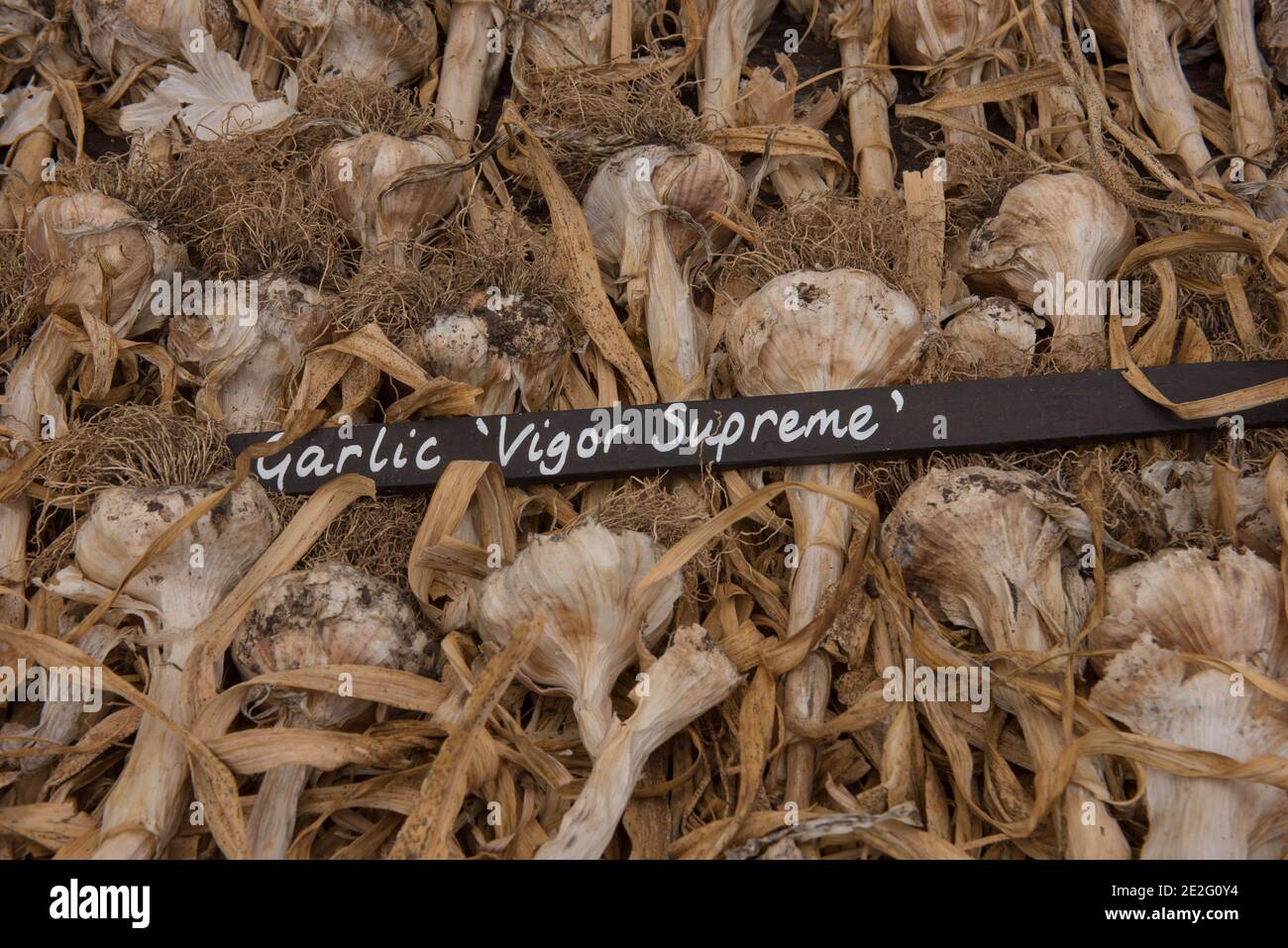 Home Grown Organic Garlic Bulbs (Allium sativum 'Vigor Supreme') Drying in a Polytunnel after Being Harvested from a Vegetable Garden in Rural Devon Stock Photo