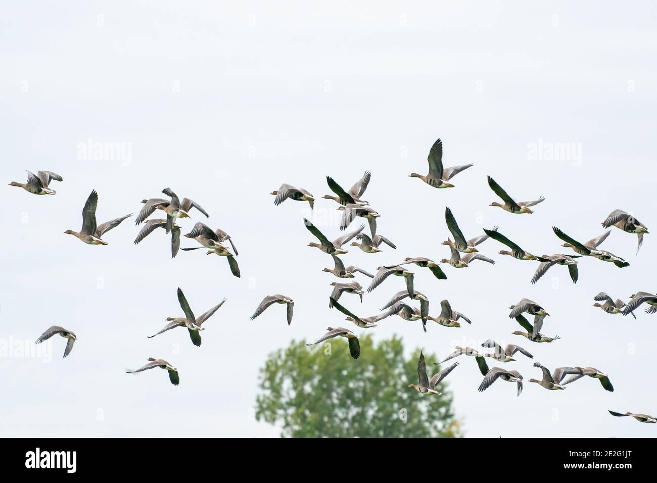 A large flock of geese silhouetted against a blue and white sky. Movement, selective focus Stock Photo