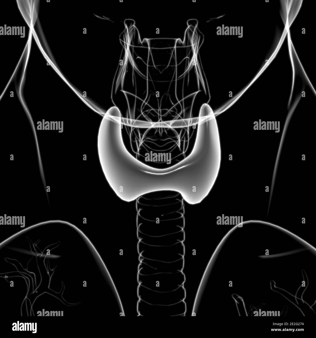 Thyroid Gland Anatomy For Medical Concept 3D Illustration Stock Photo