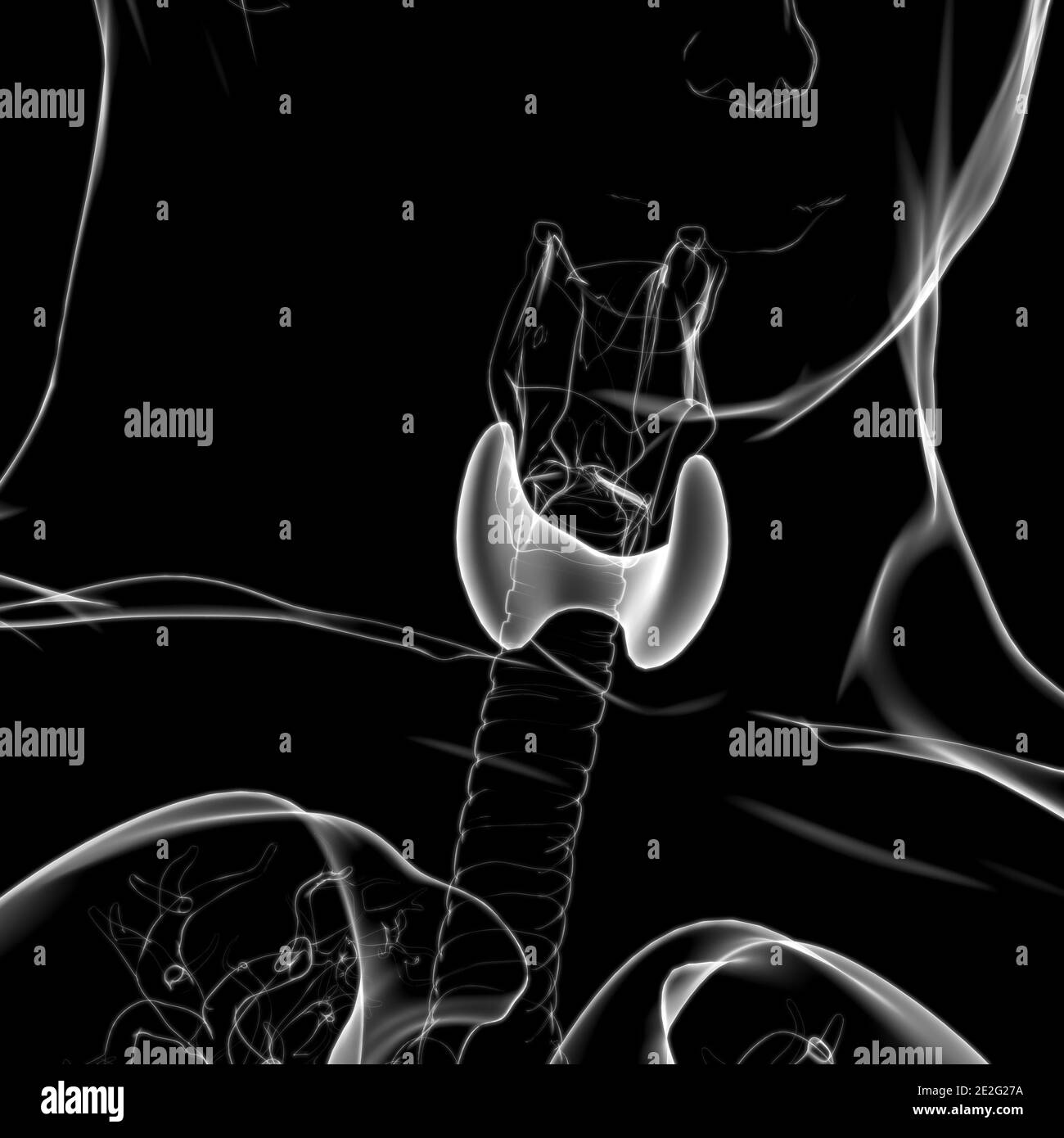 Human Male Circulatory Black And White Stock Photos Images Alamy human-male-circulatory-black-and-white-stock-photos-images-alamy