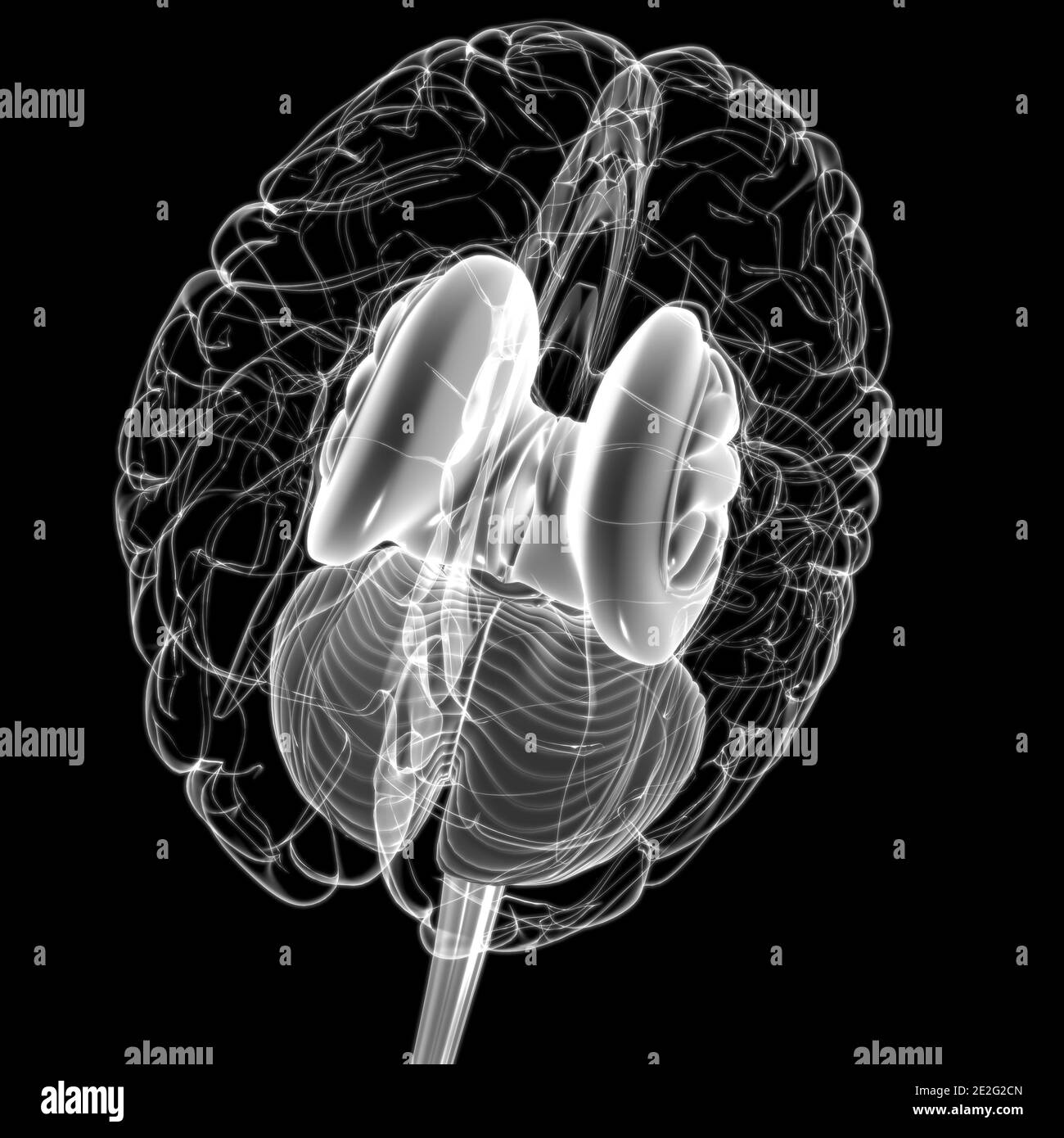 Human Brain inner parts Anatomy For Medical Concept 3D Illustration Stock Photo Alamy