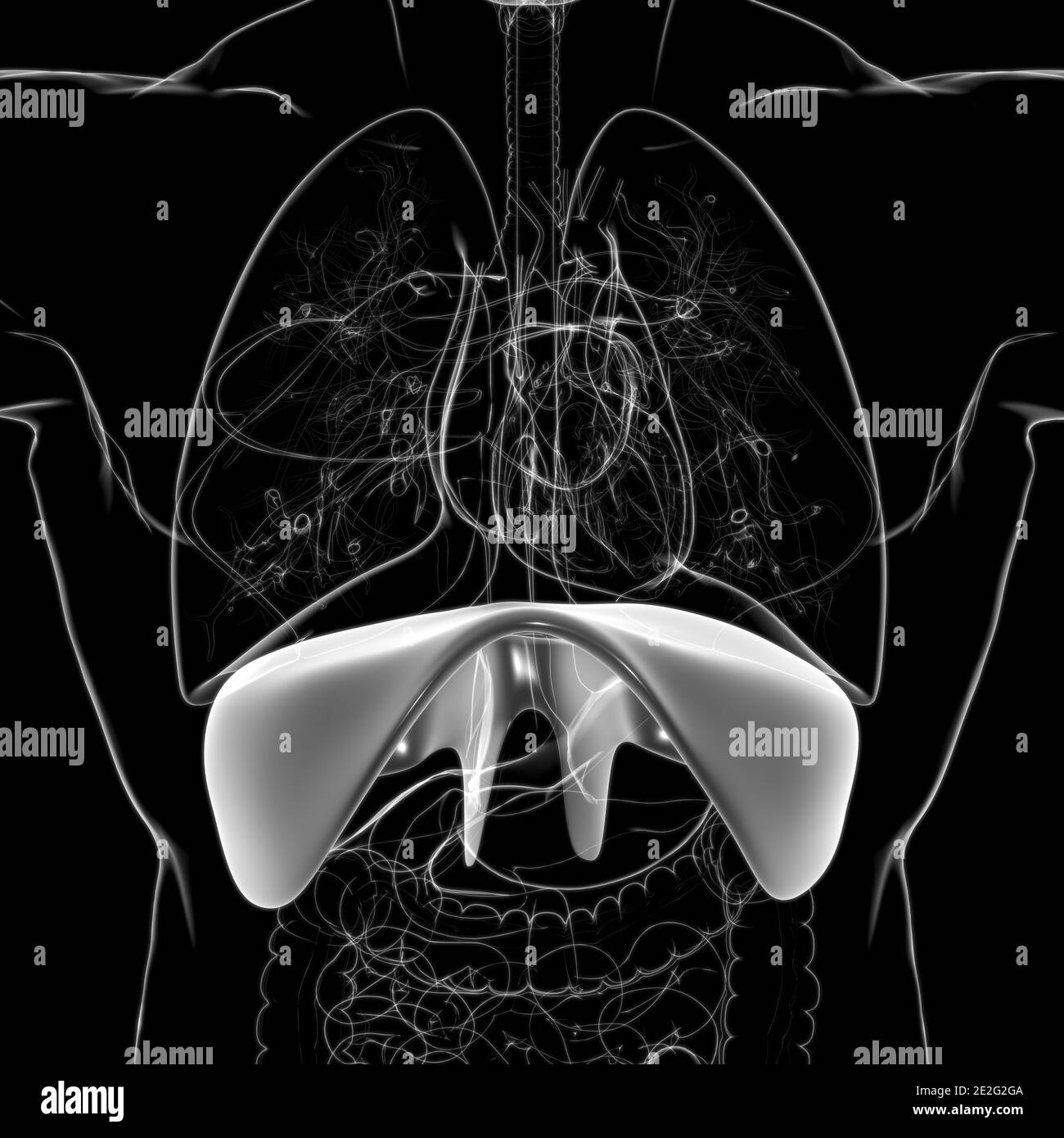 Respiratory system diagram Black and White Stock Photos & Images - Alamy