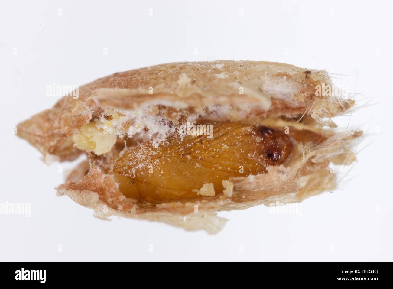 Pupa of the Angoumois grain moth (Sitotroga cerealella) in damaged grain. It is an important pest of stored grains of cereals, maize, rice and others. Stock Photo