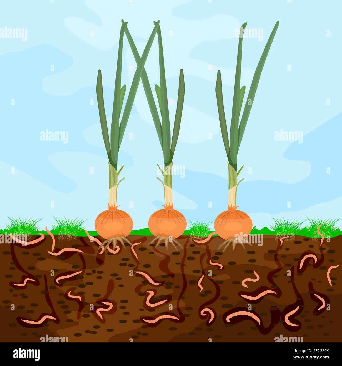 Ground cutaway with onion and earthworm. Earthworms in garden soil. Composting process with organic matter, microorganisms and earthworms. Vector Stock Vector