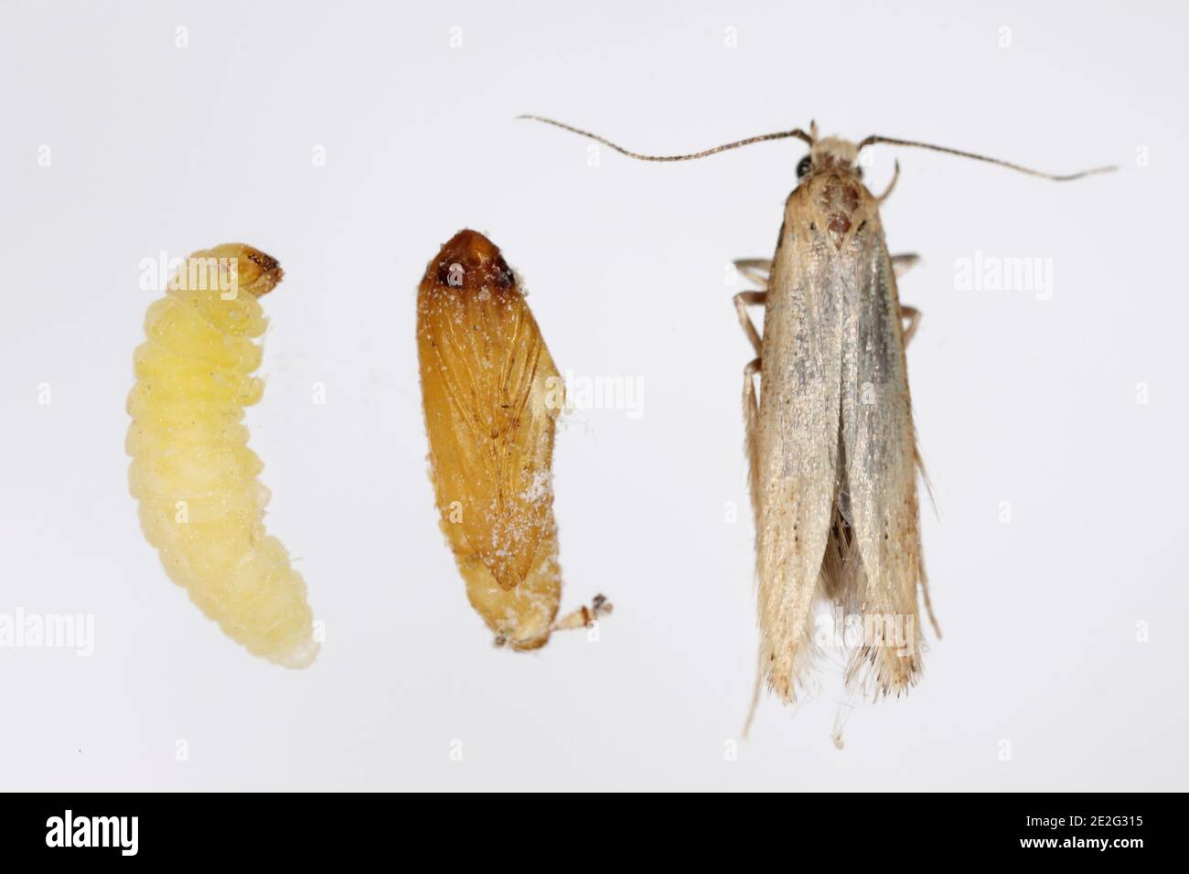 The Angoumois grain moth (Sitotroga cerealella) - caterpillar, pupa and adult insect. It is an important pest of stored grains of cereals, maize, rice Stock Photo