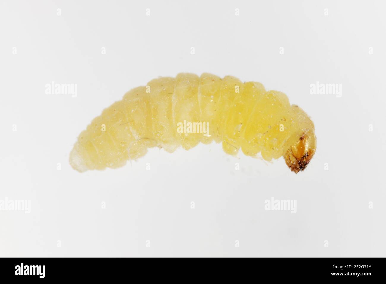 Caterrpillar of the Angoumois grain moth (Sitotroga cerealella). It is an important pest of stored grains of cereals, maize, rice and others Stock Photo