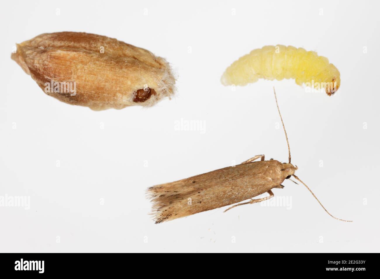 The Angoumois grain moth (Sitotroga cerealella) - caterpillar, pupa and adult insect. It is an important pest of stored grains of cereals, maize, rice Stock Photo