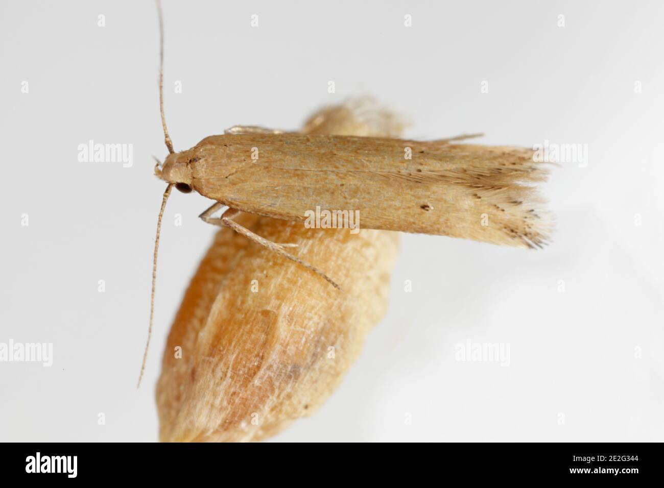 The Angoumois grain moth (Sitotroga cerealella) on damaged kernel. It is an important pest of