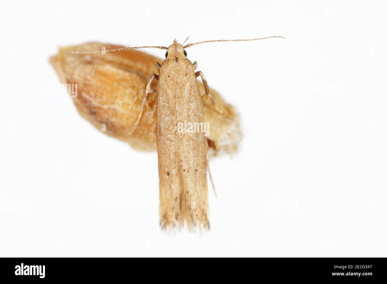 The Angoumois grain moth (Sitotroga cerealella) on damaged kernel. It is an important pest of stored grains of cereals, maize, rice and others Stock Photo