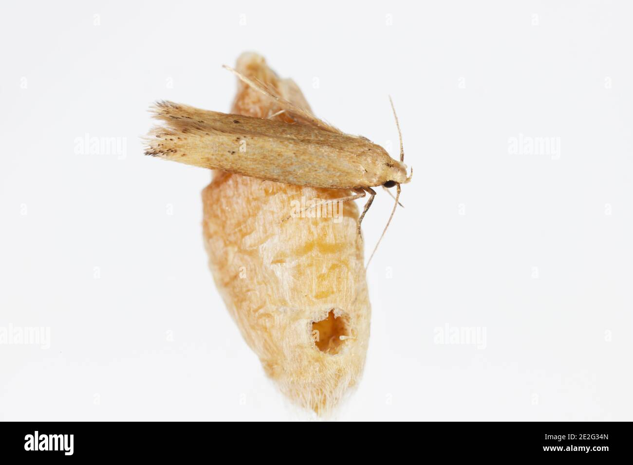 The Angoumois grain moth (Sitotroga cerealella) on damaged kernel. It is an important pest of stored grains of cereals, maize, rice and others Stock Photo