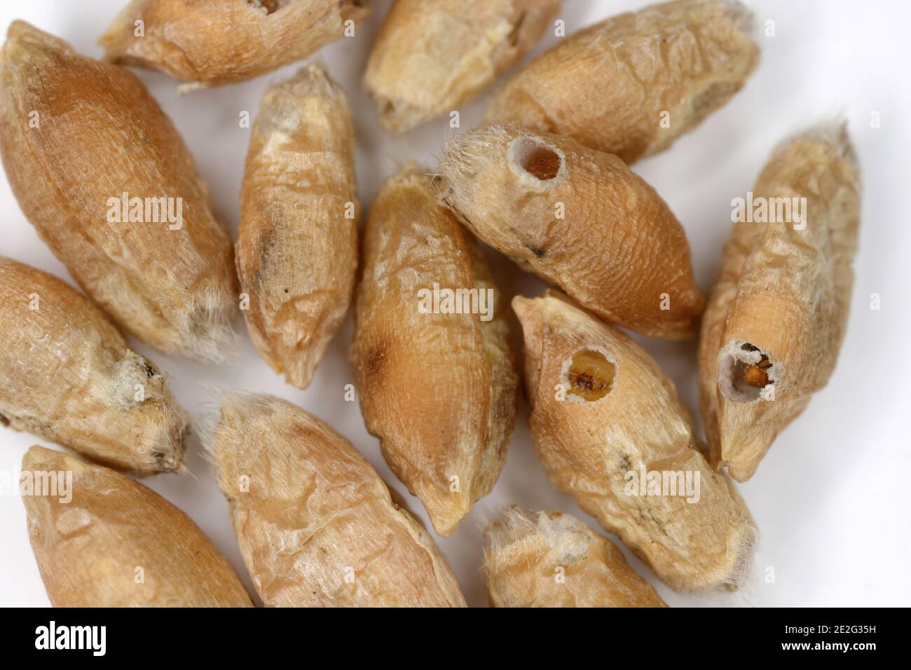 Grain damaged by the Angoumois grain moth (Sitotroga cerealella). It is an important pest of stored grains of cereals, maize, rice and others Stock Photo