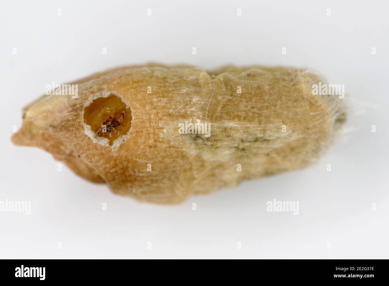 Grain damaged by the Angoumois grain moth (Sitotroga cerealella). It is an important pest of stored grains of cereals, maize, rice and others Stock Photo