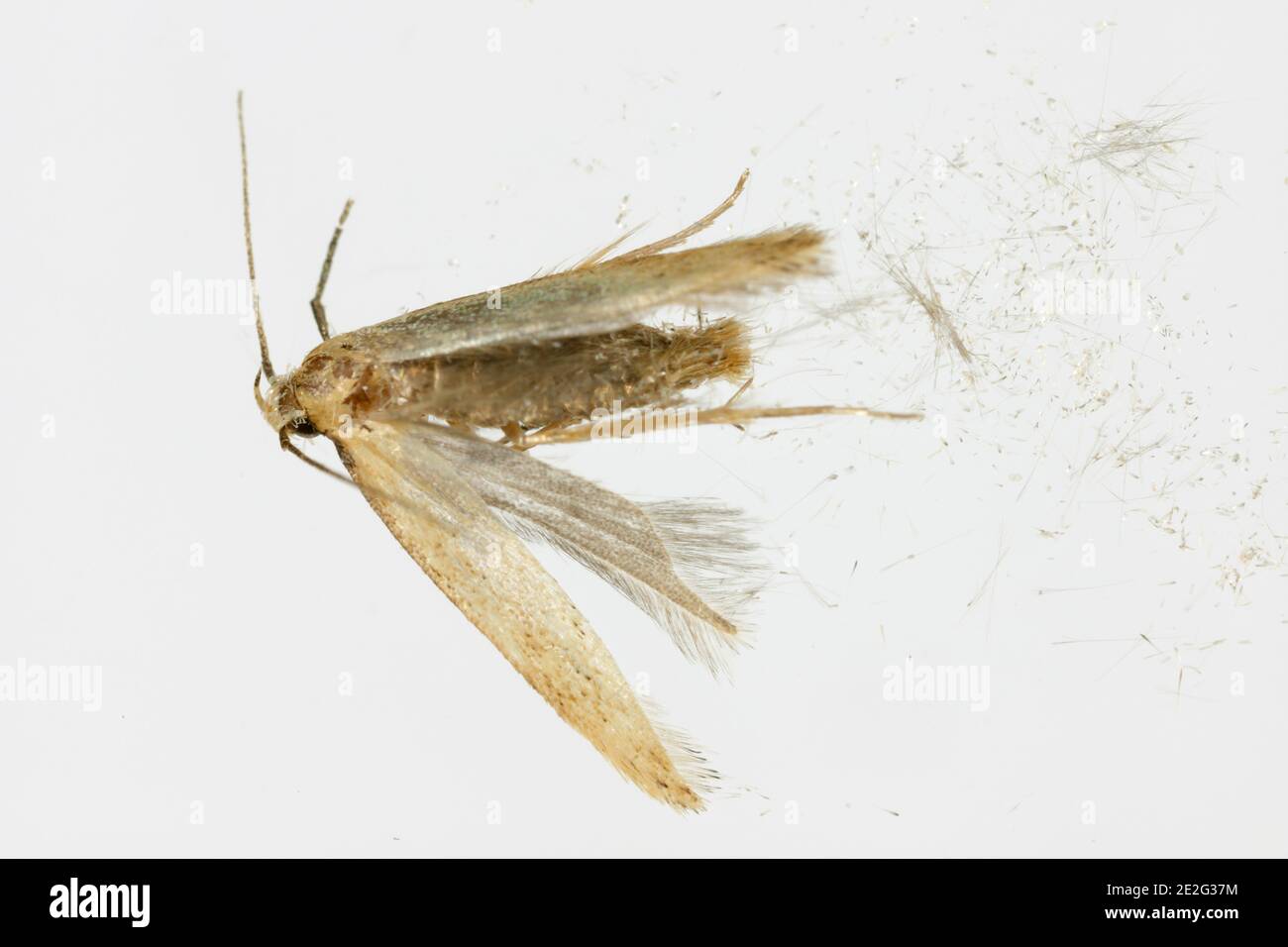 Dead moth of the Angoumois grain moth (Sitotroga cerealella). It is an important pest of stored grains of cereals, maize, rice and others. Stock Photo