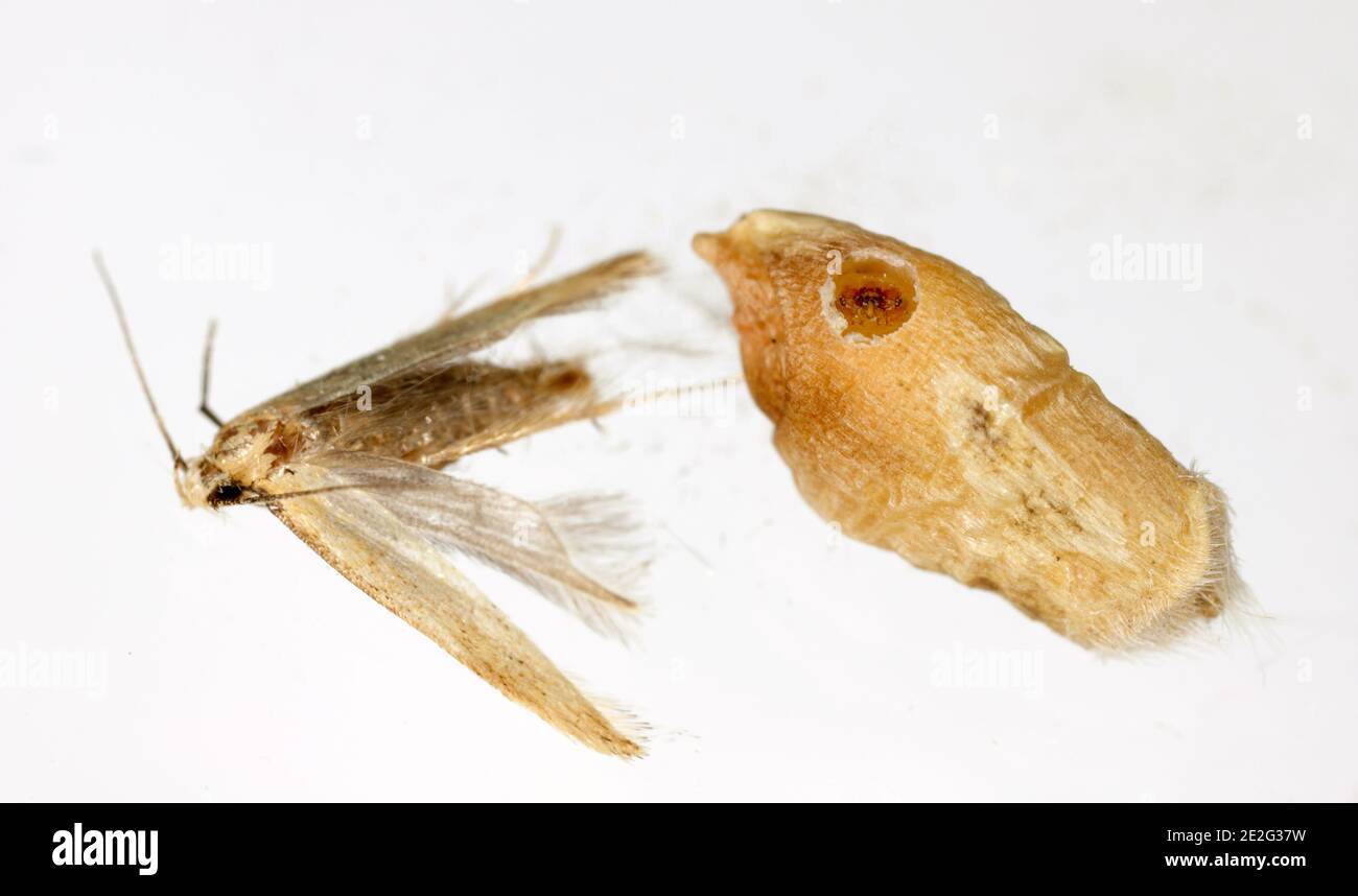 Dead moth of the Angoumois grain moth (Sitotroga cerealella) an damaged kernel. It is an important pest of stored grains of cereals, maize, rice and Stock Photo