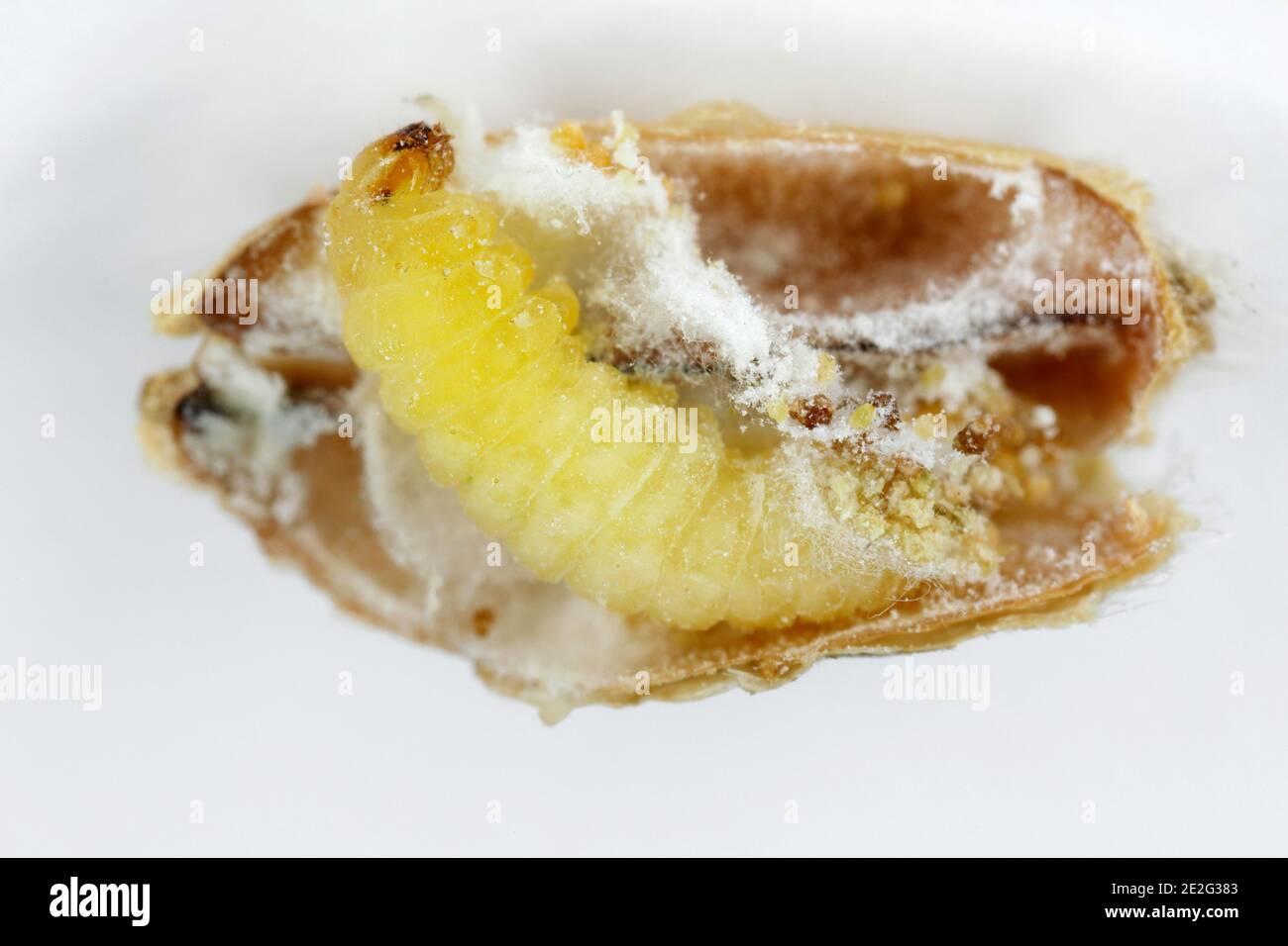Caterrpillar of the Angoumois grain moth (Sitotroga cerealella) in a damaged kernel. It is an important pest of stored grains of cereals, maize, rice. Stock Photo