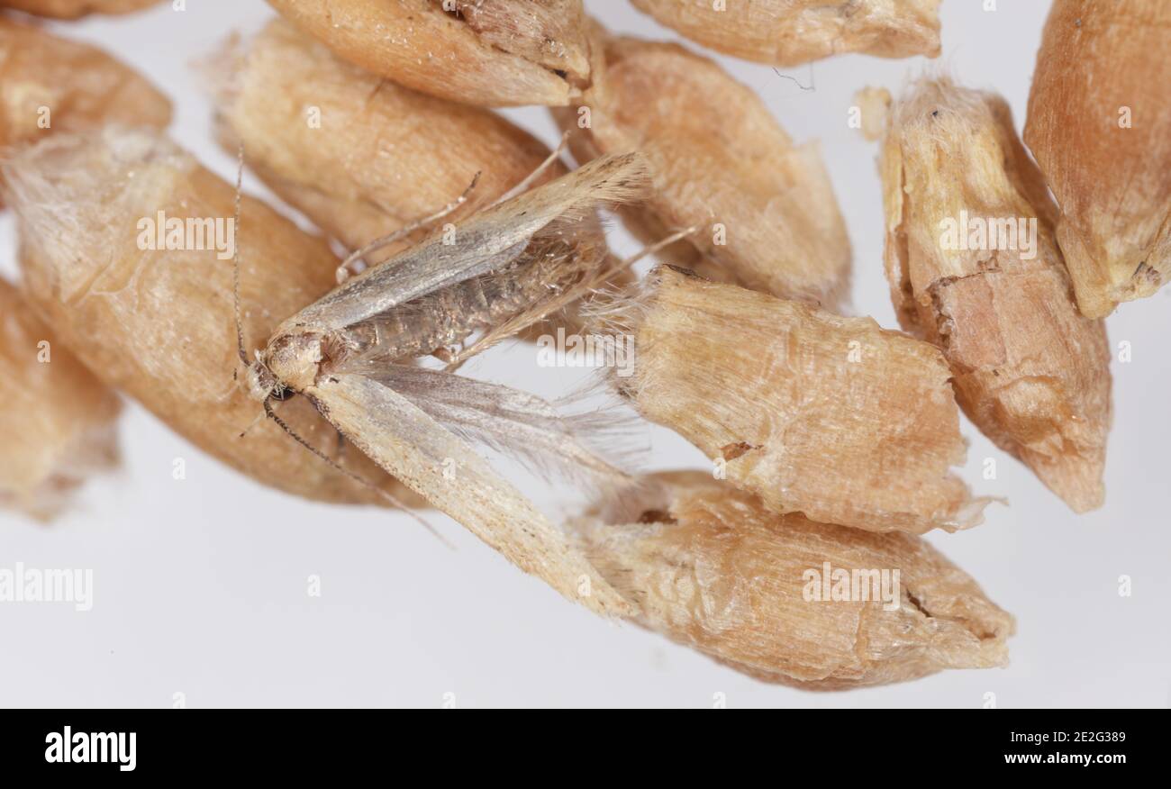 Dead moth of the Angoumois grain moth (Sitotroga cerealella). It is an important pest of stored grains of cereals, maize, rice and others Stock Photo