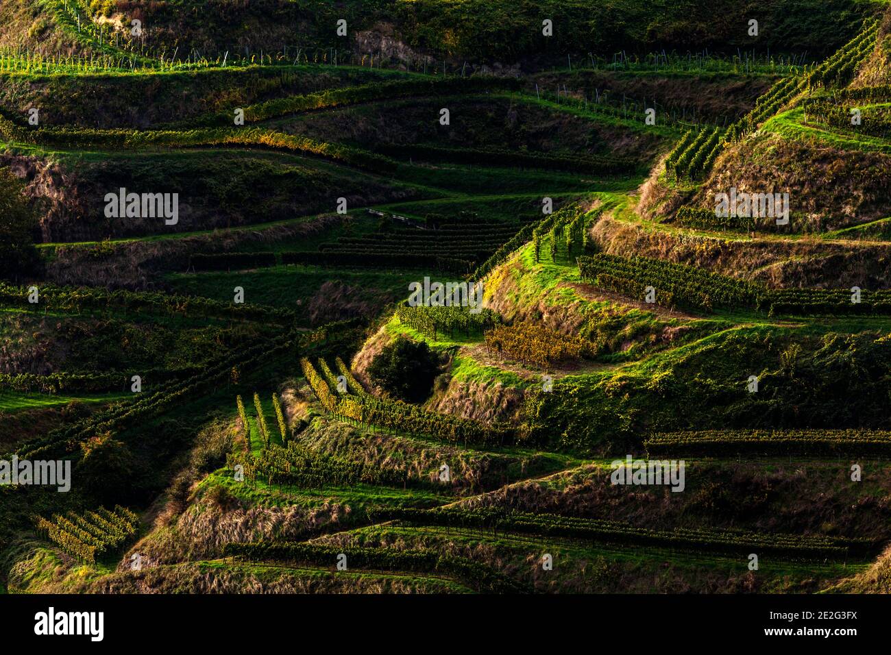 Vineyard with terraced fields near Oberbergen in the Kaiserstuhl, Baden-Wuerttemberg, Germany Stock Photo