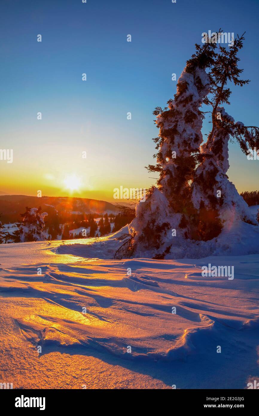 Black forest in winter spruce hi-res stock photography and images - Alamy
