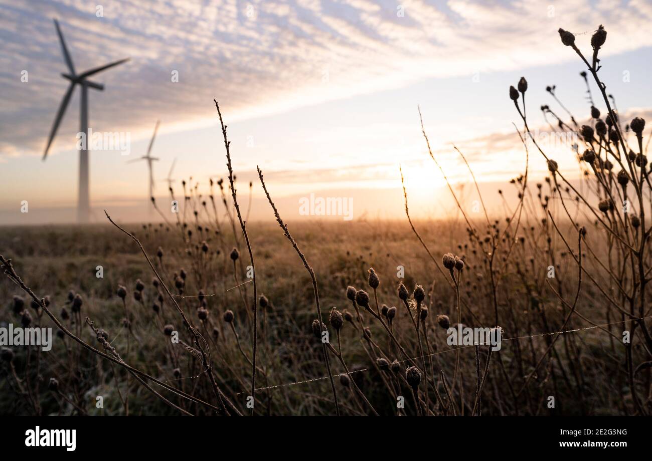 Frost covered meadow with three wind turbines in the distance at sunrise in the English countryside Stock Photo