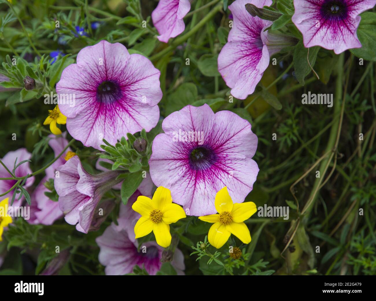 Trumpets in variegated colors Stock Photo