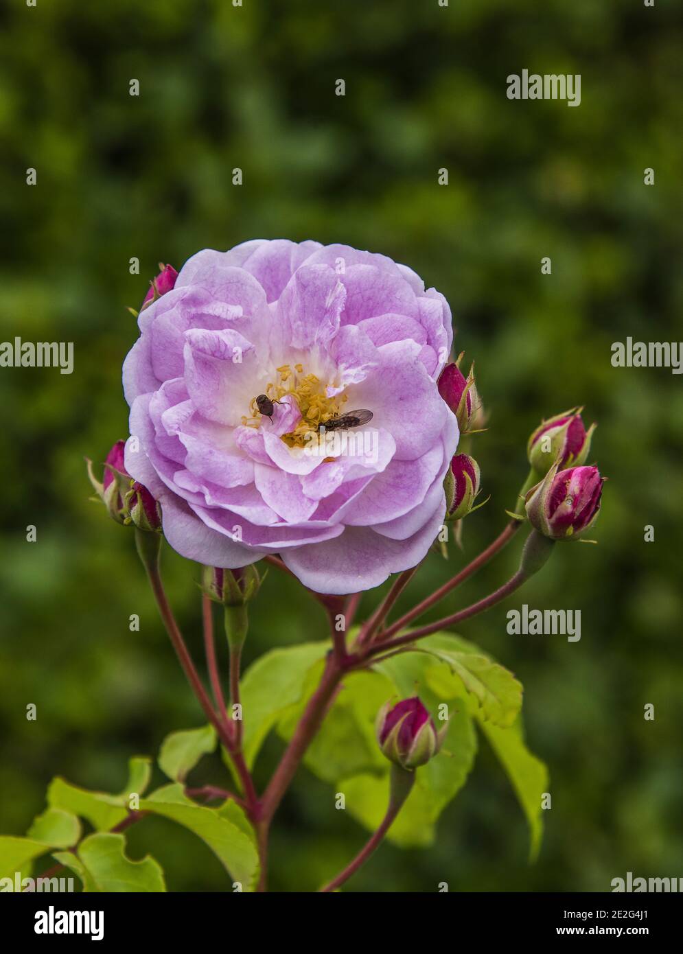 Pink rose with insects Stock Photo