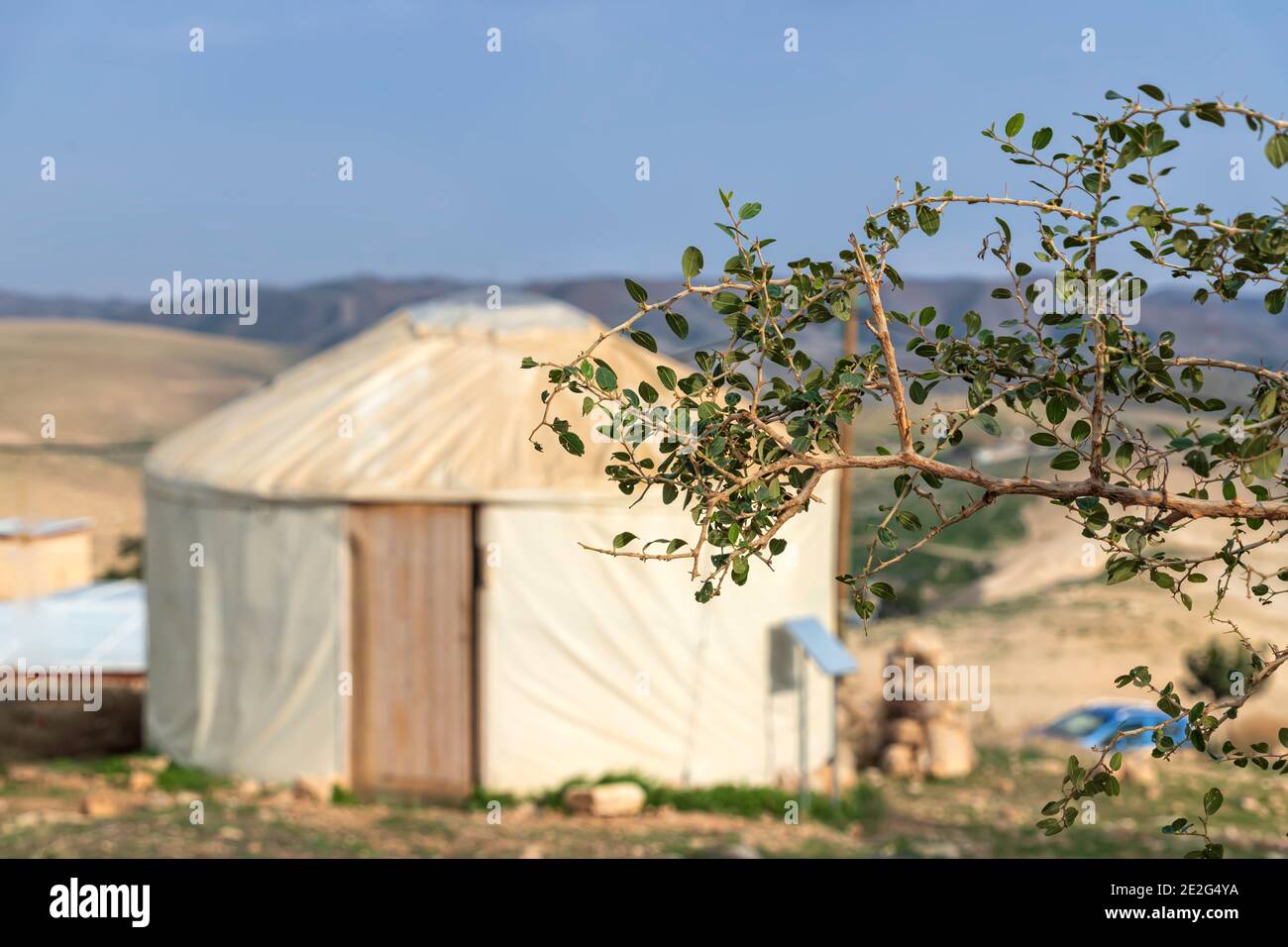 Blackthorn branches with thorns and leaves on blurred background of yurt and hills. Judean Desert. Israel Stock Photo