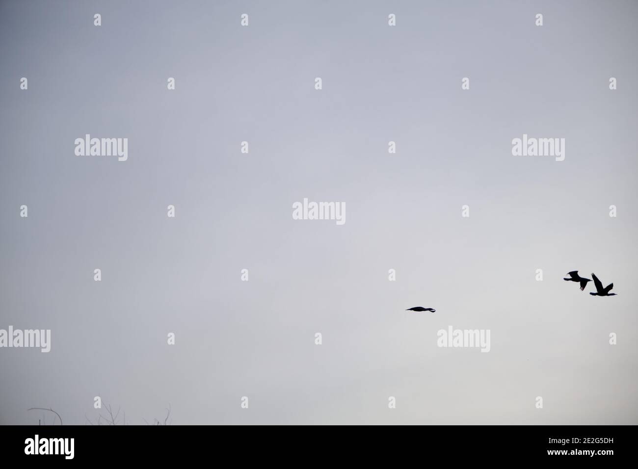Groups of birds freely flying on the open sky and with white clouds ...