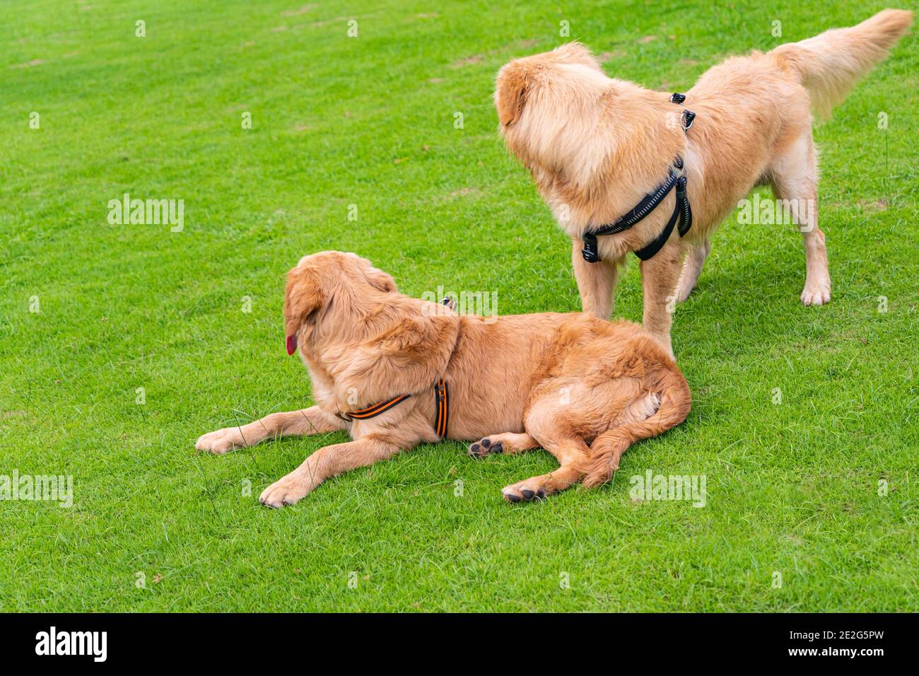 Cute couple of golden retriever dogs at the park Stock Photo - Alamy