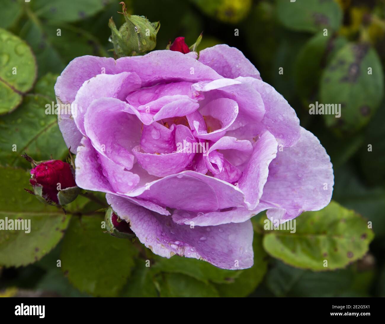 Pink rose Stock Photo