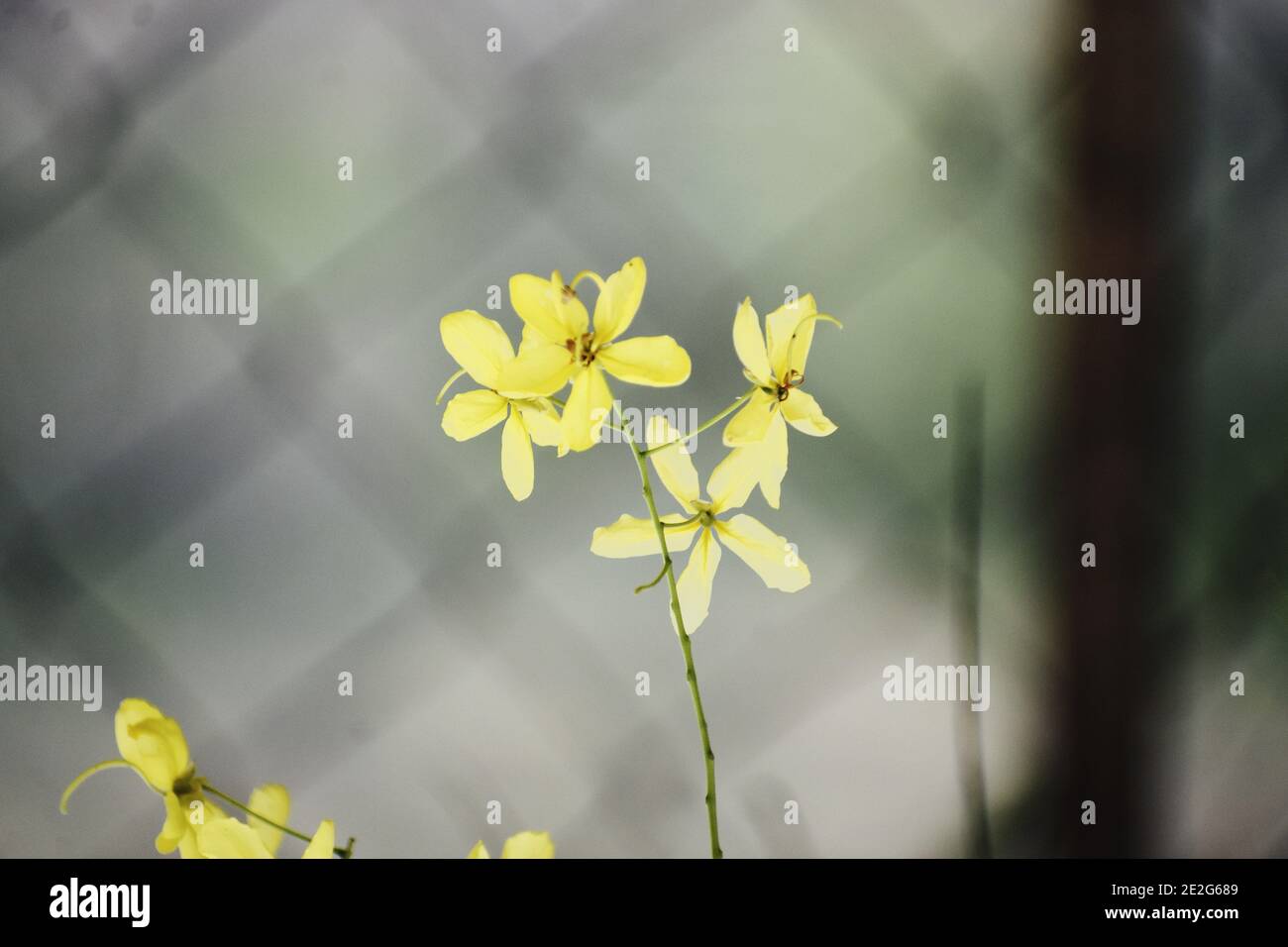 Selective focus shot of a bunch of Yellow Flowers with a metal fence on the background Stock Photo