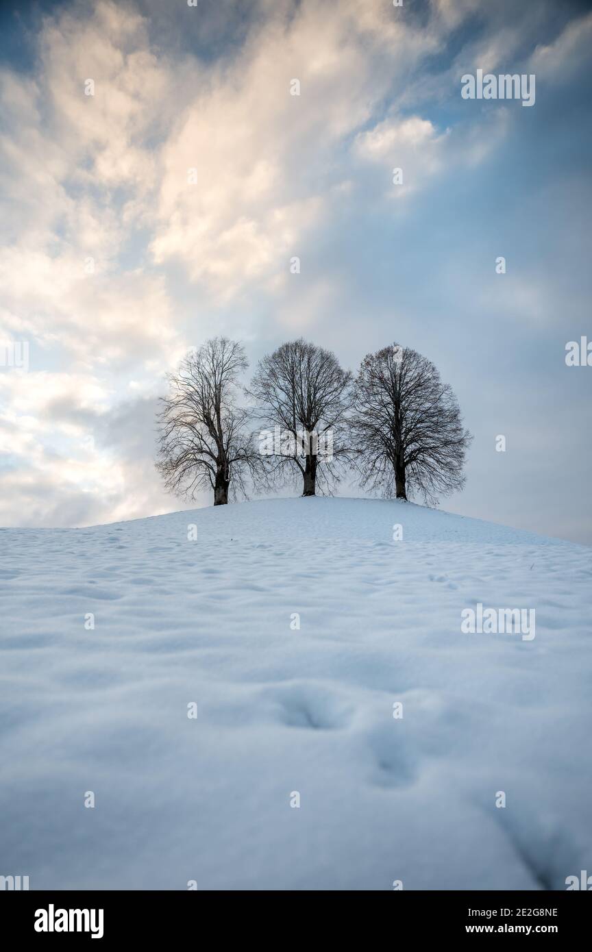 three Lindentrees on top of a hill in snow, Emmental Stock Photo