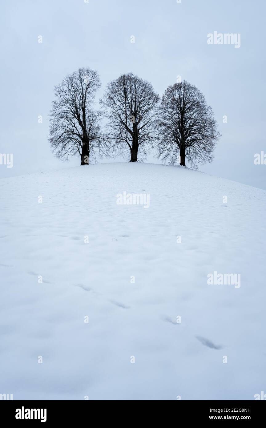 three Lindentrees on top of a hill in snow, Emmental Stock Photo